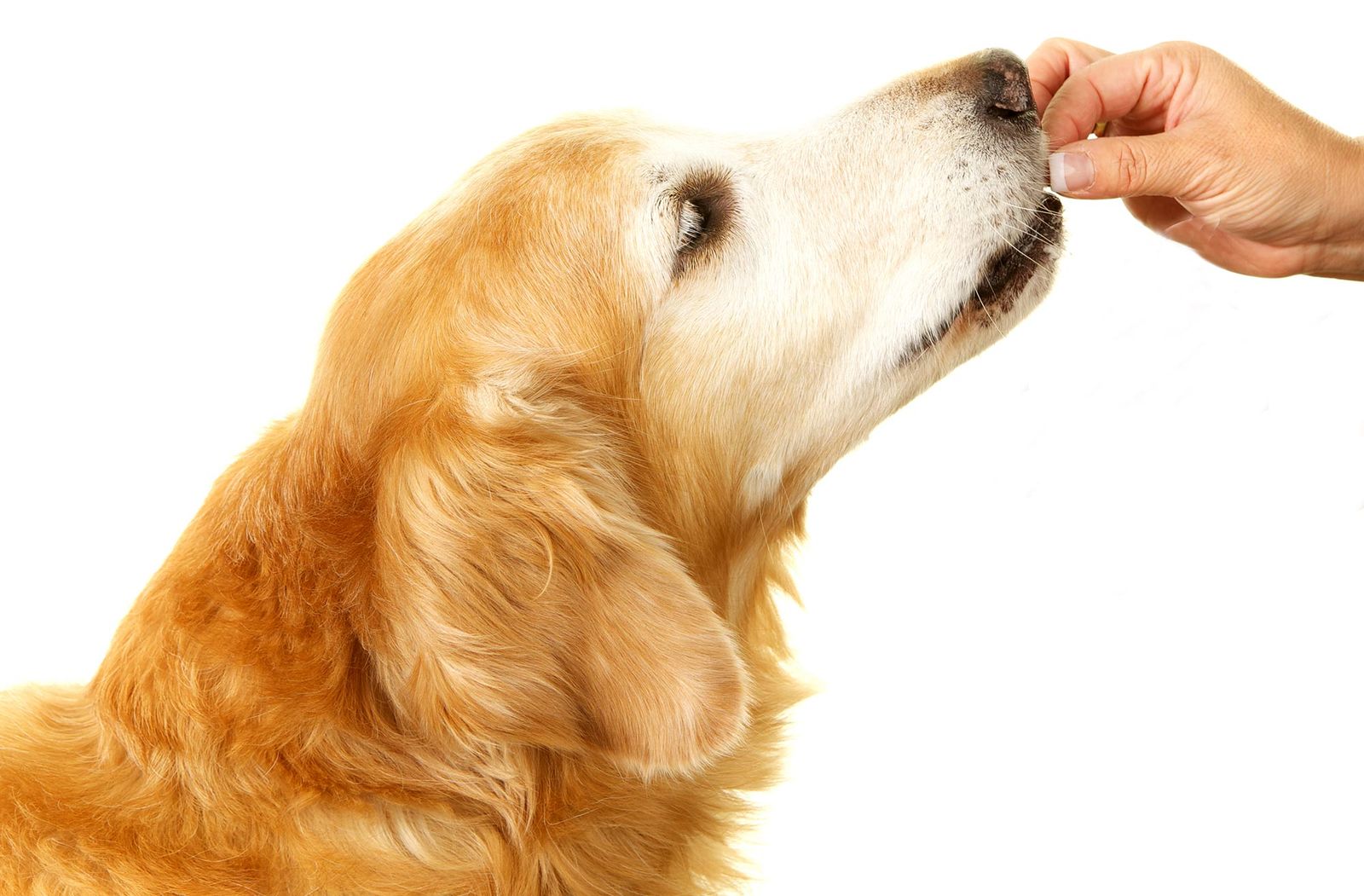 mascotas perros desparasitacion interna+ mascotas perros desparasitacion interna+