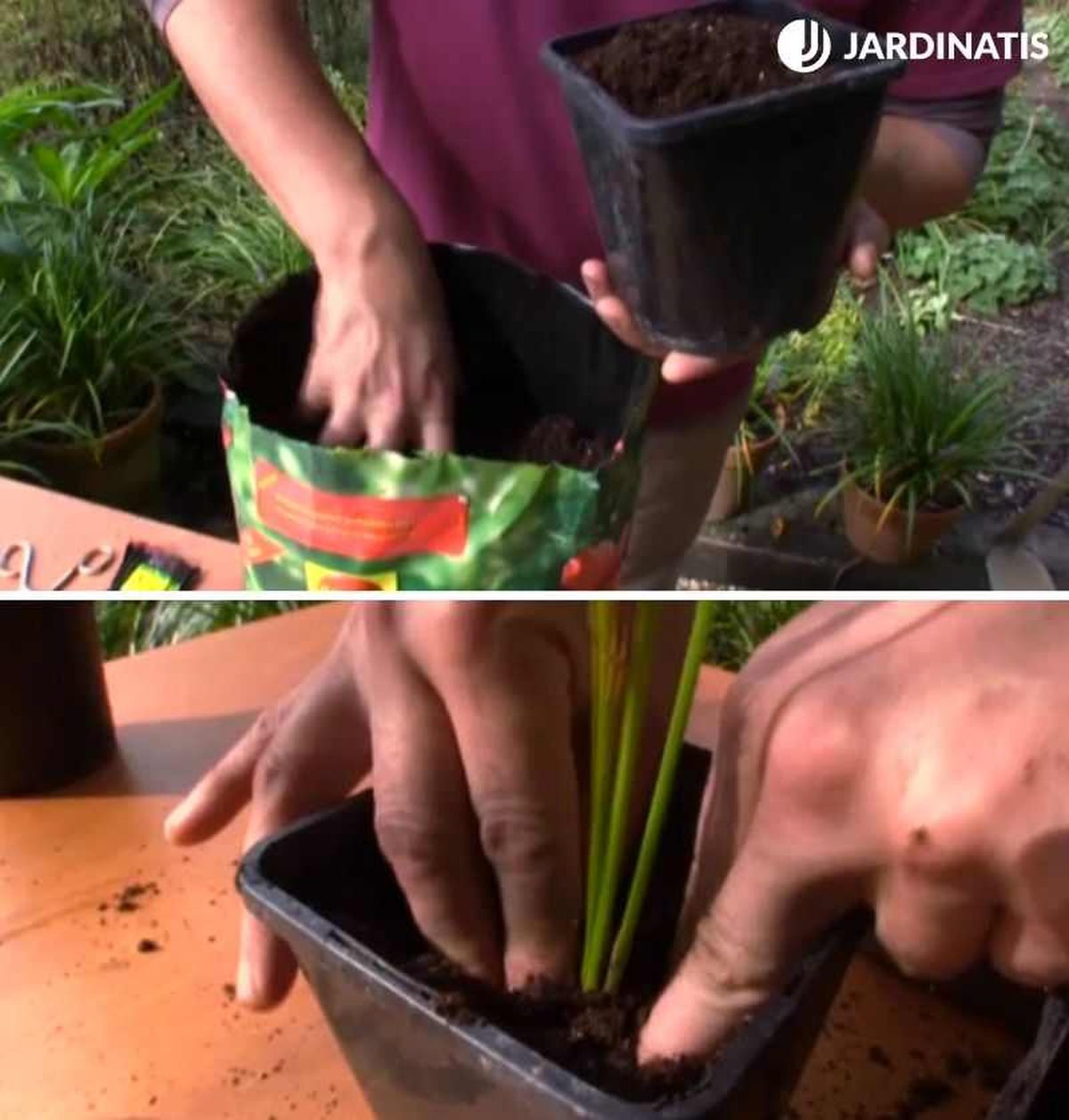 Trasplante en tiestos individuales