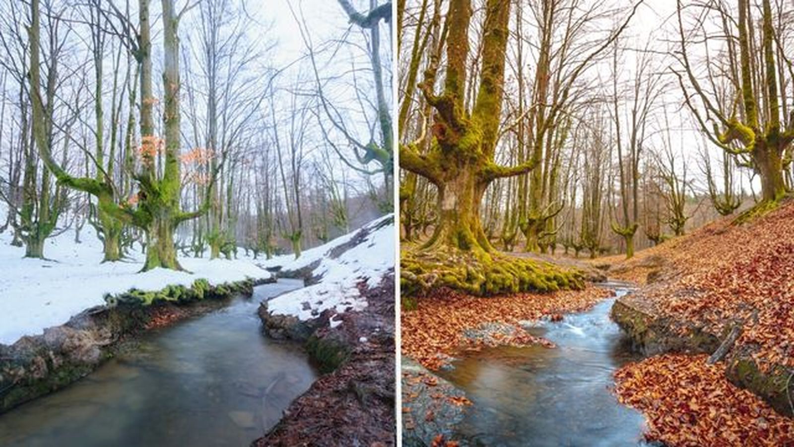 hayedo de otzarreta