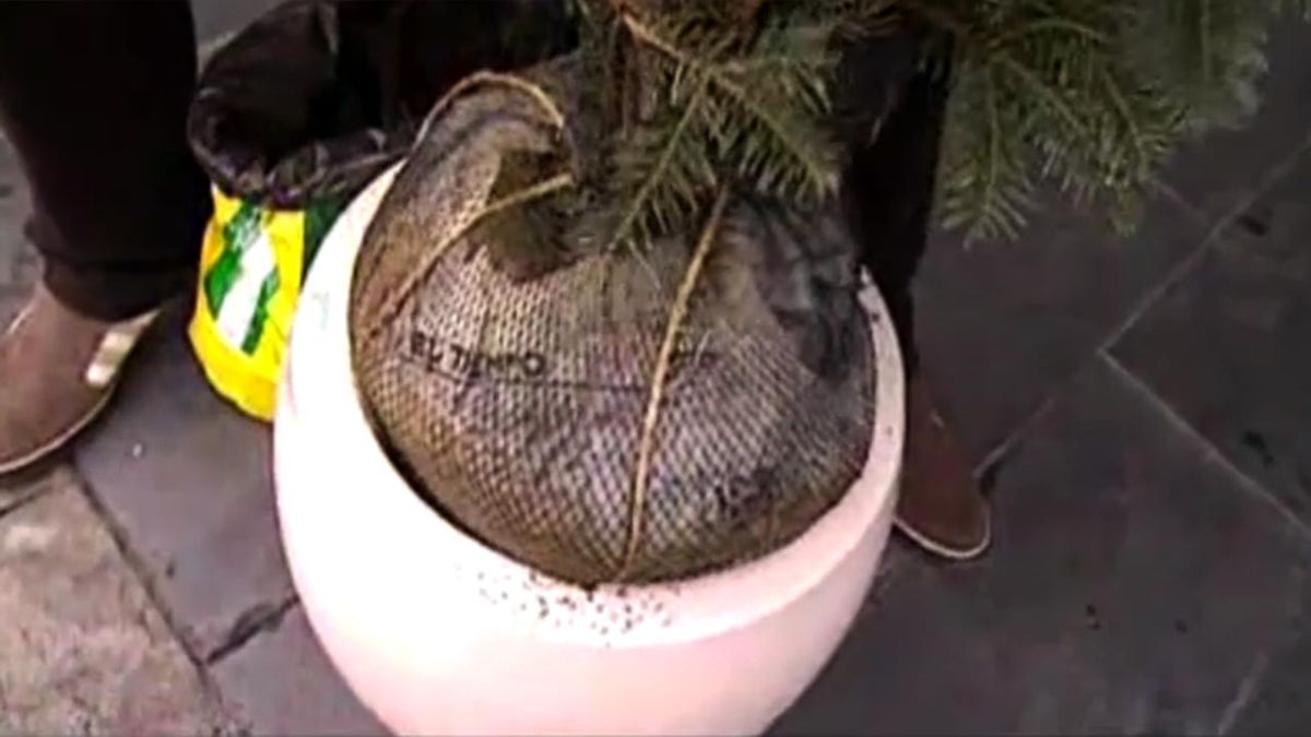 deco 278 abies normandiana en contenedor