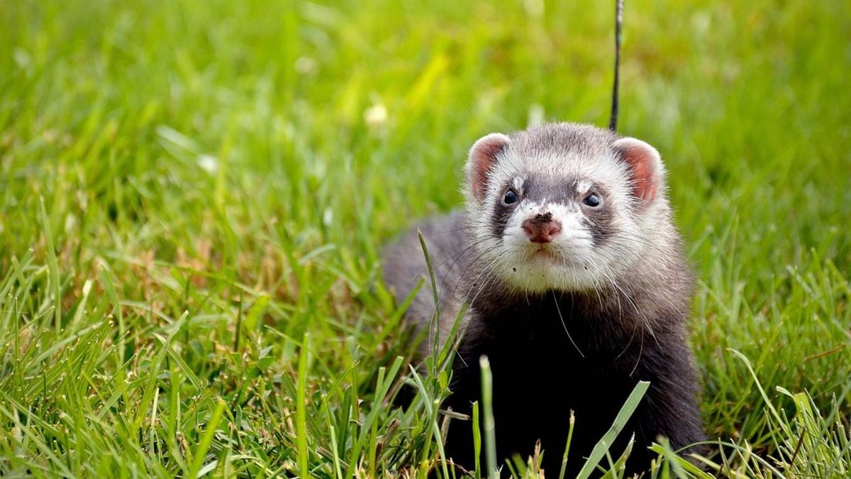 Alimentos prohibidos para hurones en su dieta