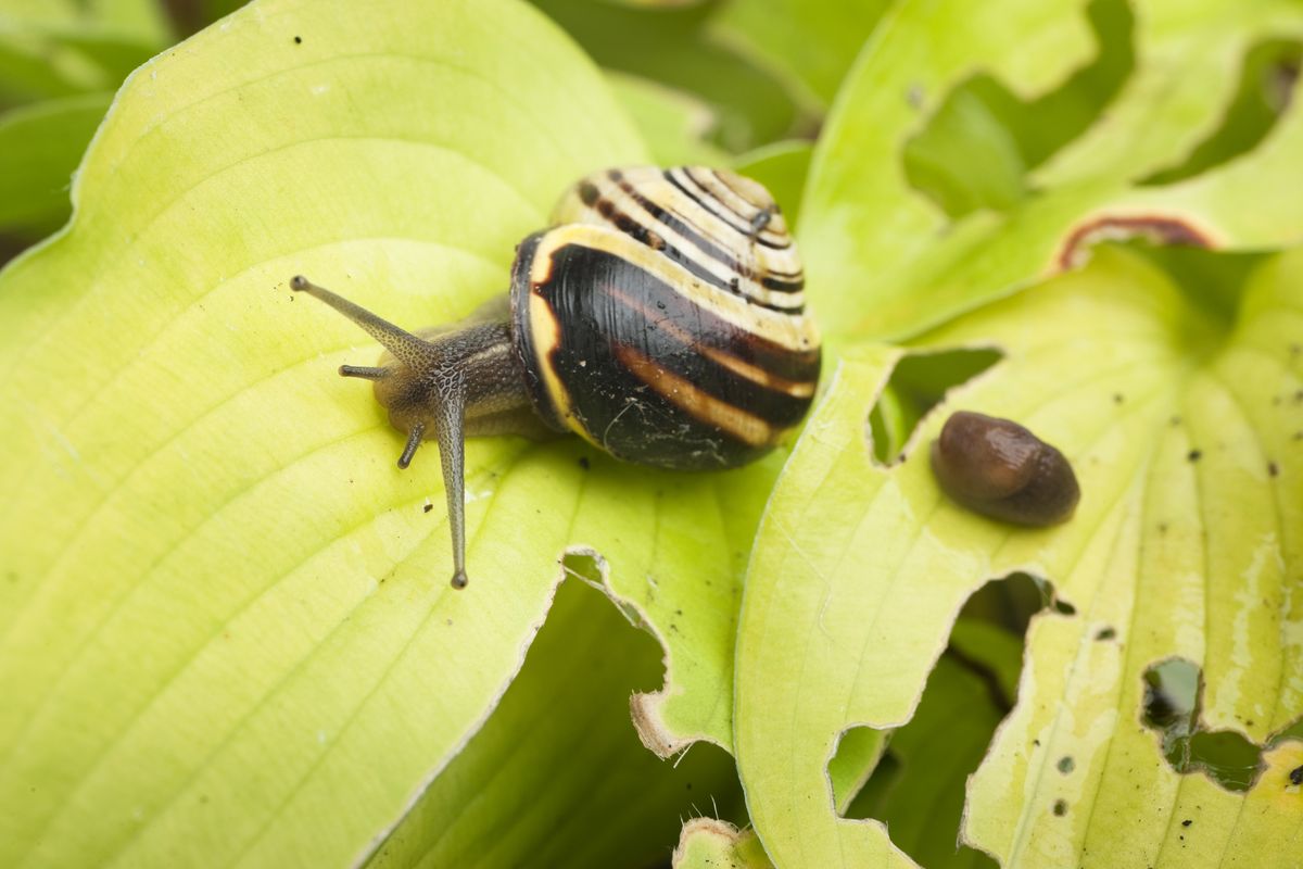 plaga caracol babosa