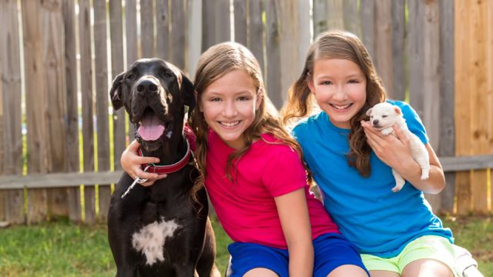 por que los perros grandes viven menos 5 por que los perros grandes viven menos 5