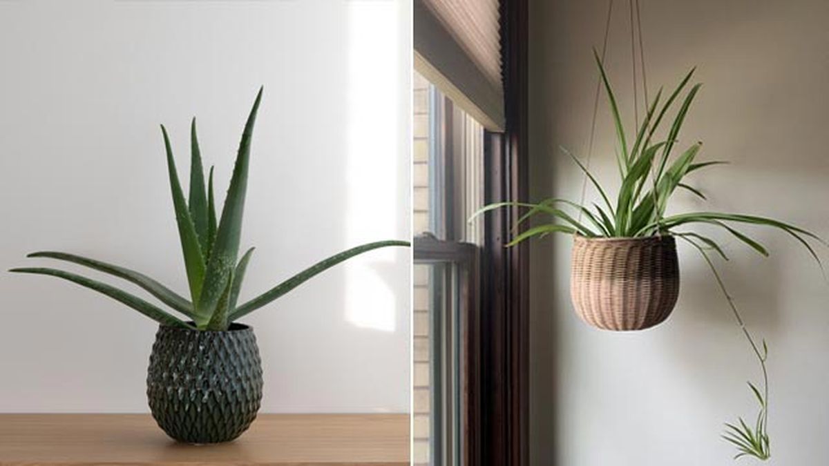 aloe vera cinta malamadre planta para pisos pequeños