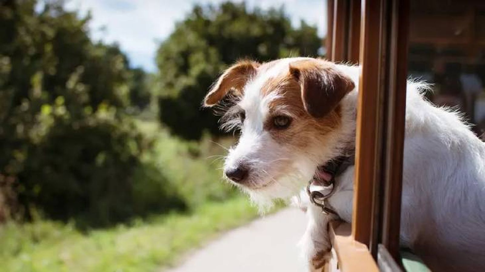 viajar con perro en tren 9 viajar con perro en tren 9