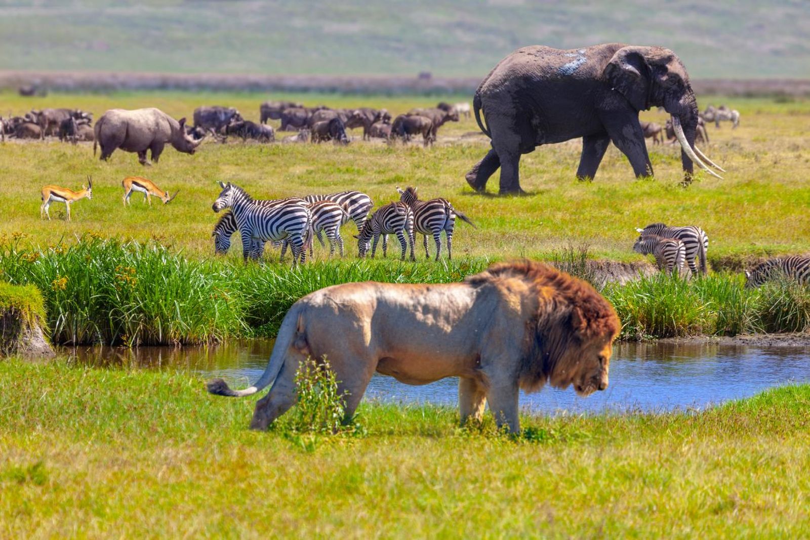 Fauna africana. Fauna africana.