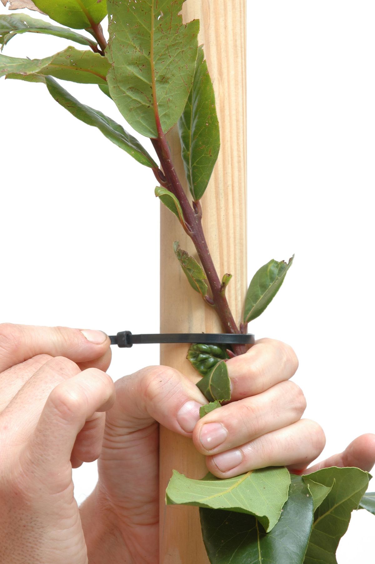 Cómo conseguir que el laurel tenga el tronco en espiral paso 3