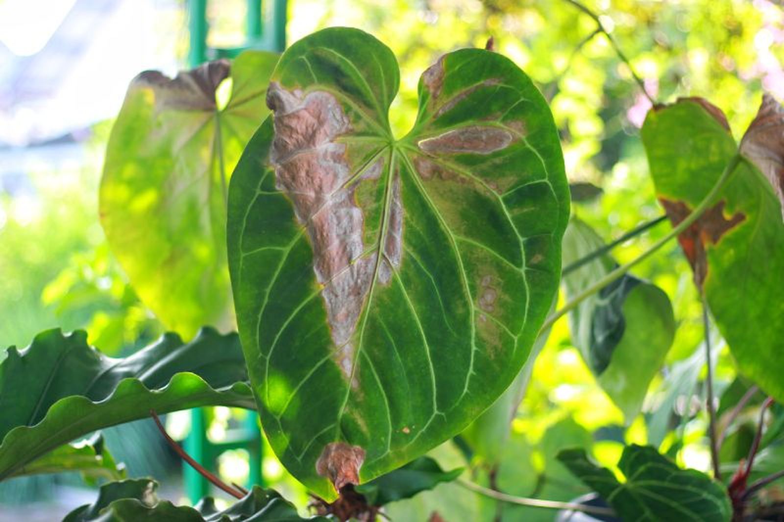 Hoja quemada