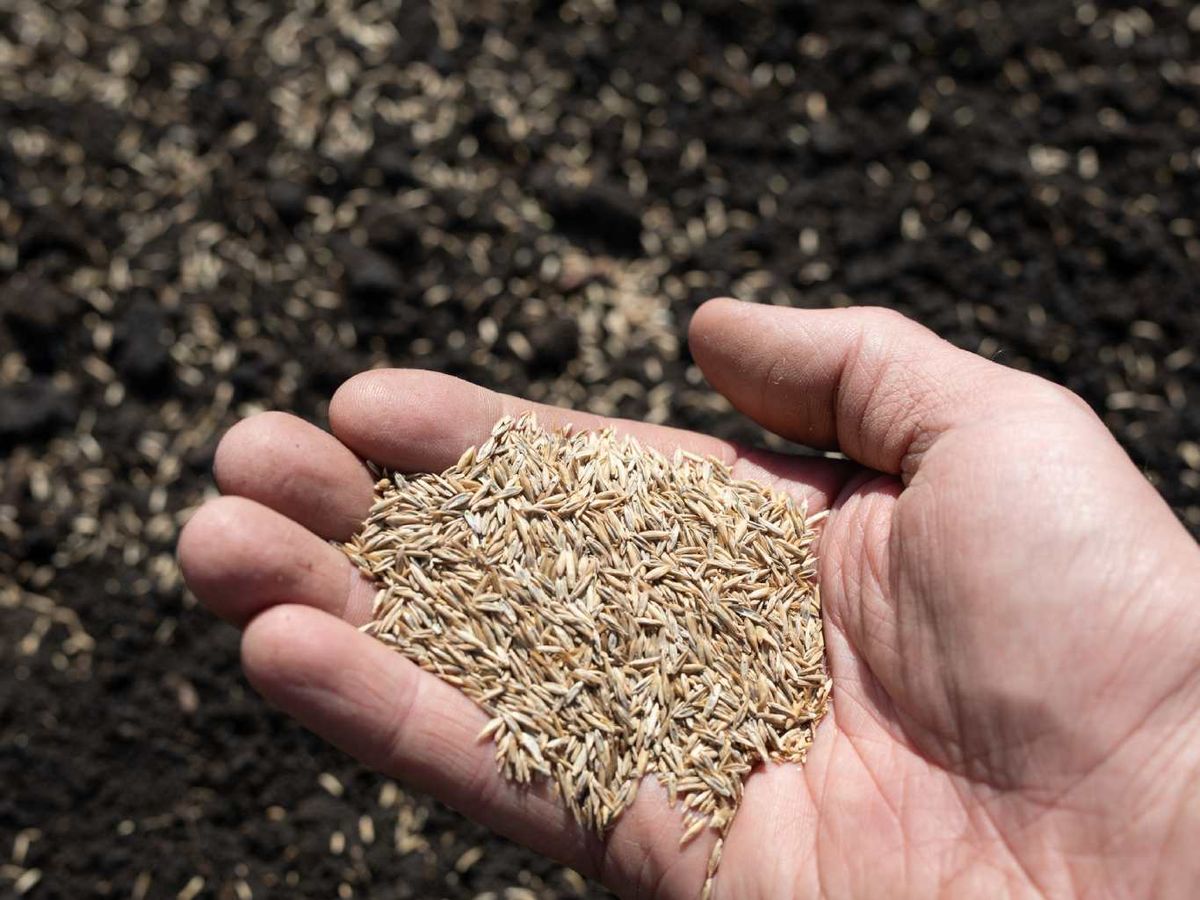 La siembra del césped es un proceso sencillo, pero debe hacerse con cuidado.