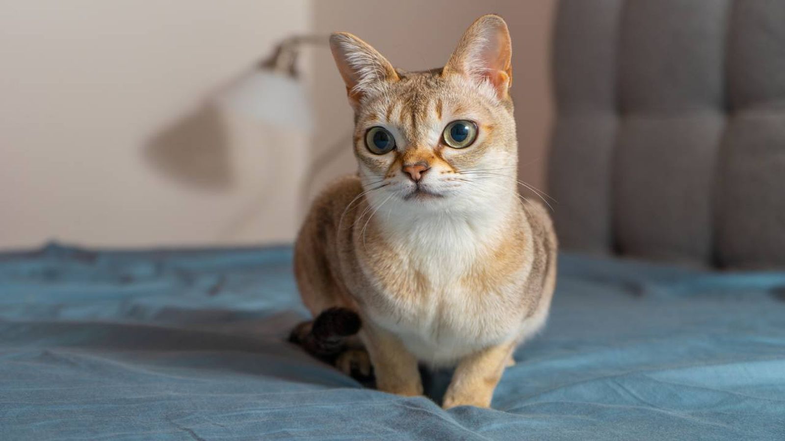 gato singapura