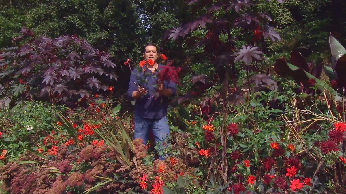 Decogarden 668 identificar dalias detalle