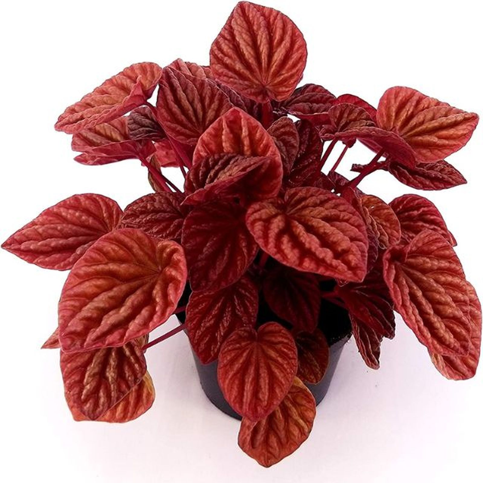 Peperomia quito amazon Peperomia quito amazon