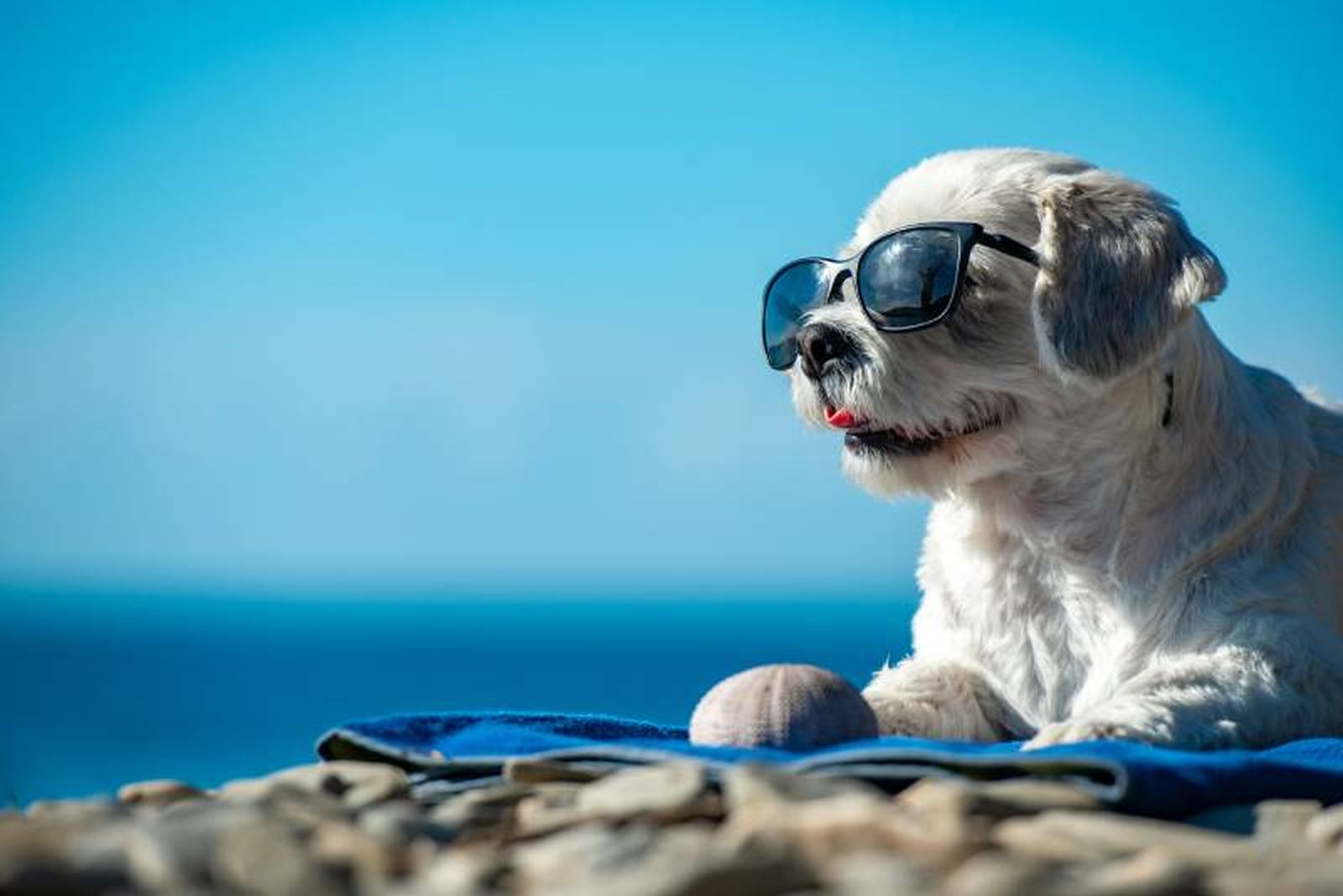 A pesar de que quieras pasar todo el día en la playa en compañía de tu perro, hazlo en las horas menos calurosas A pesar de que quieras pasar todo el día en la playa en compañía de tu perro, hazlo en las horas menos calurosas