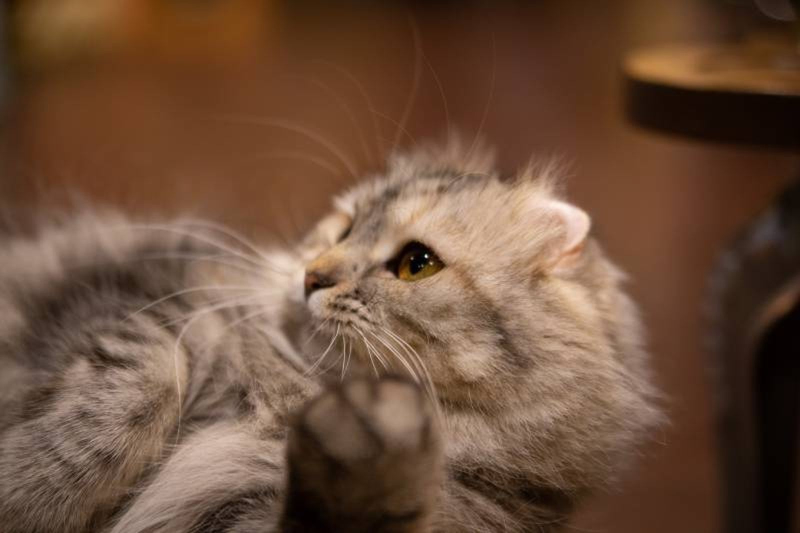 Los gatos responden de una mejor forma a las voces agudas y suaves. Los gatos responden de una mejor forma a las voces agudas y suaves.
