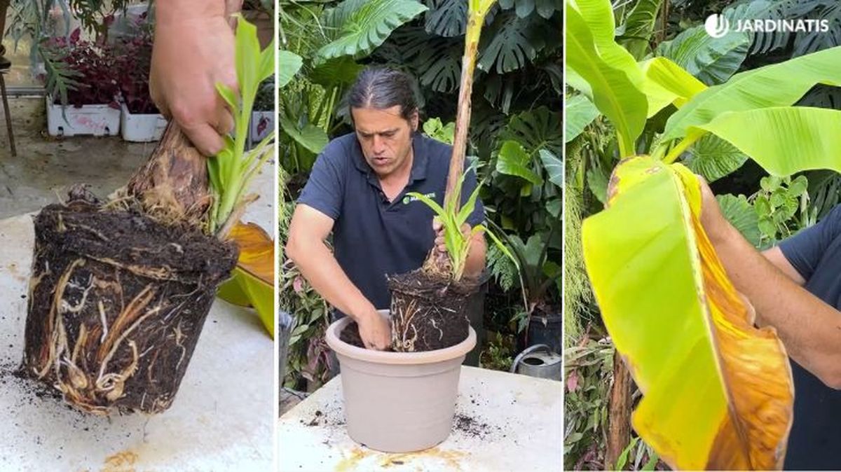 trasplante de platanera jardinatis 23 45