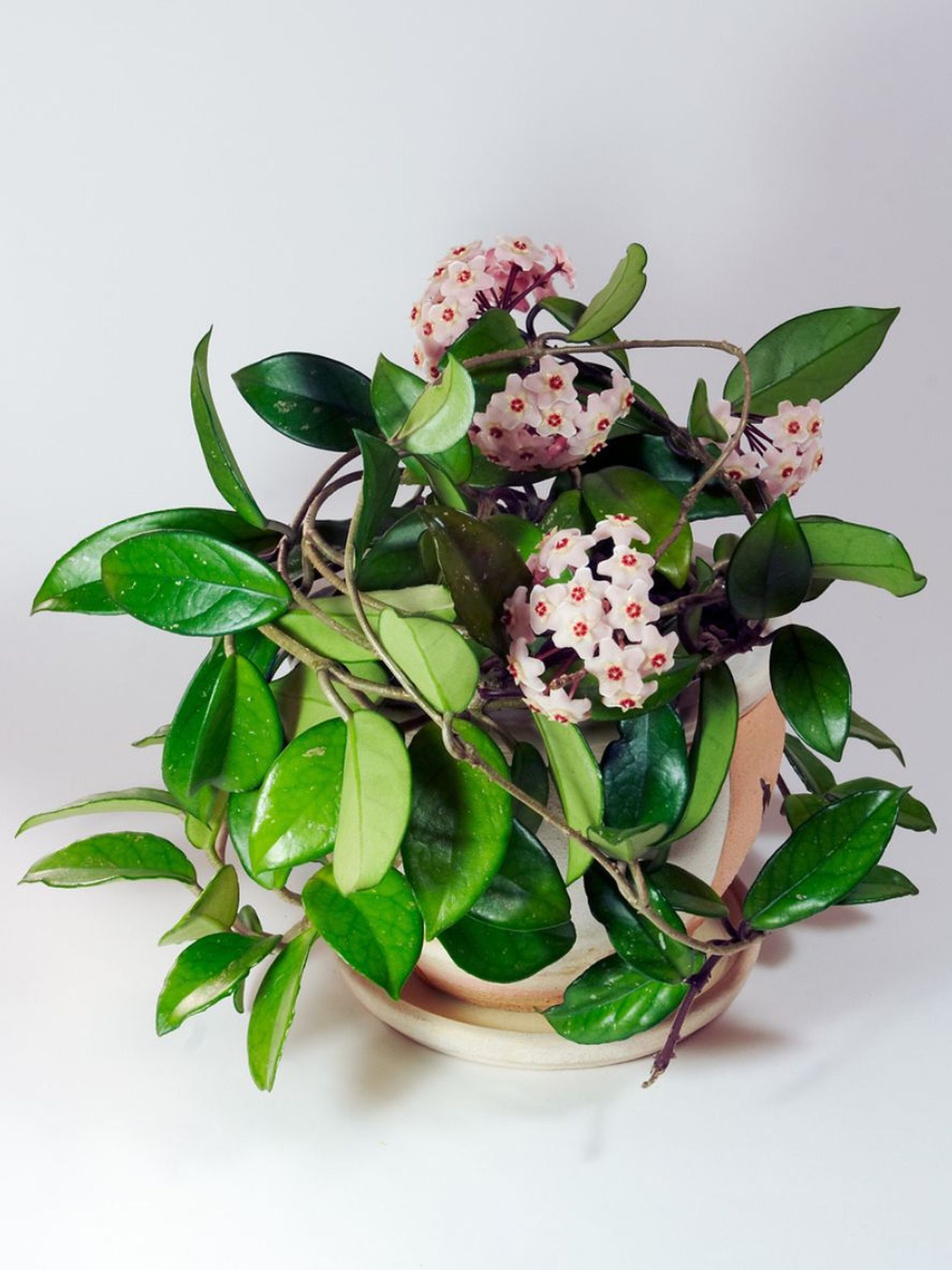 cuidados flor de cera en maceta cuidados flor de cera en maceta