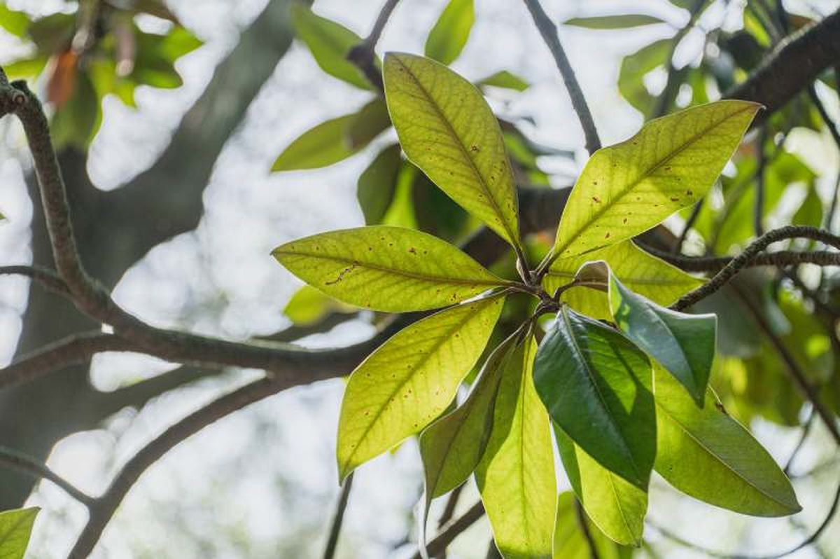 Hoja verde del castaño de indias