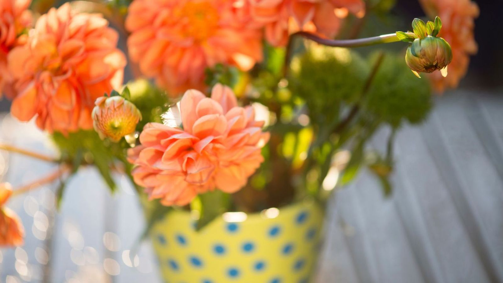 luz plantas