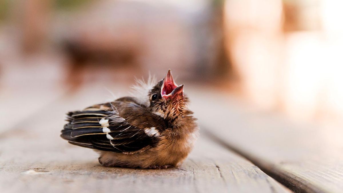 aves pajaros crias polluelos huerfanos