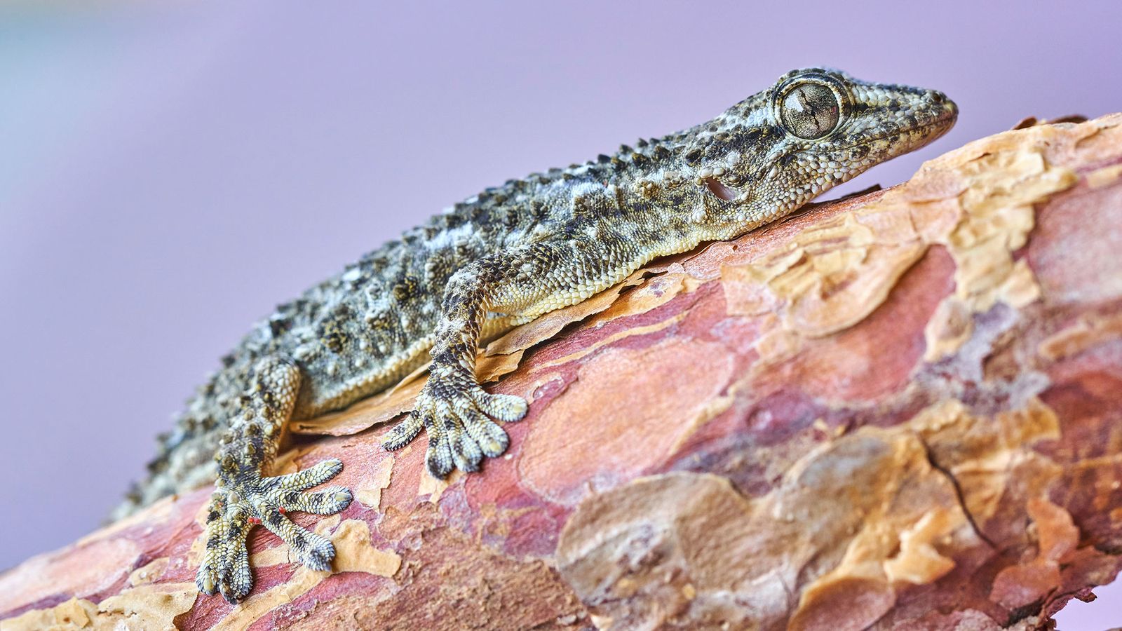 salamanquesa comun