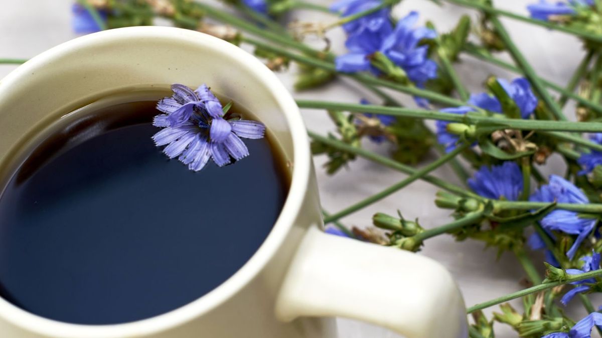 Café de achicoria