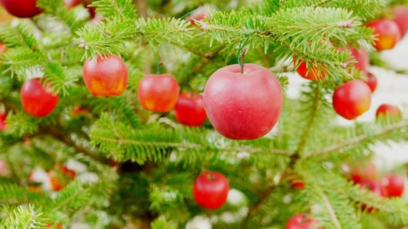 manzanas en los arboles de navidad manzanas en los arboles de navidad