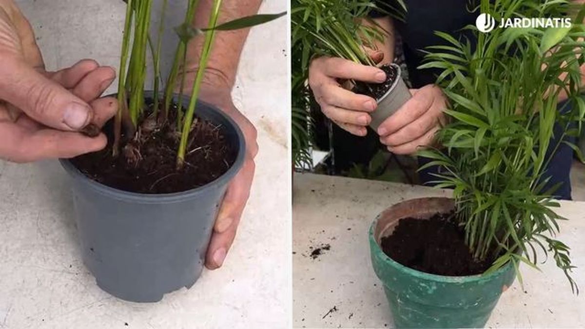 datiles de chamaedorea elegans y plantacion de distintas palntas en tiesto