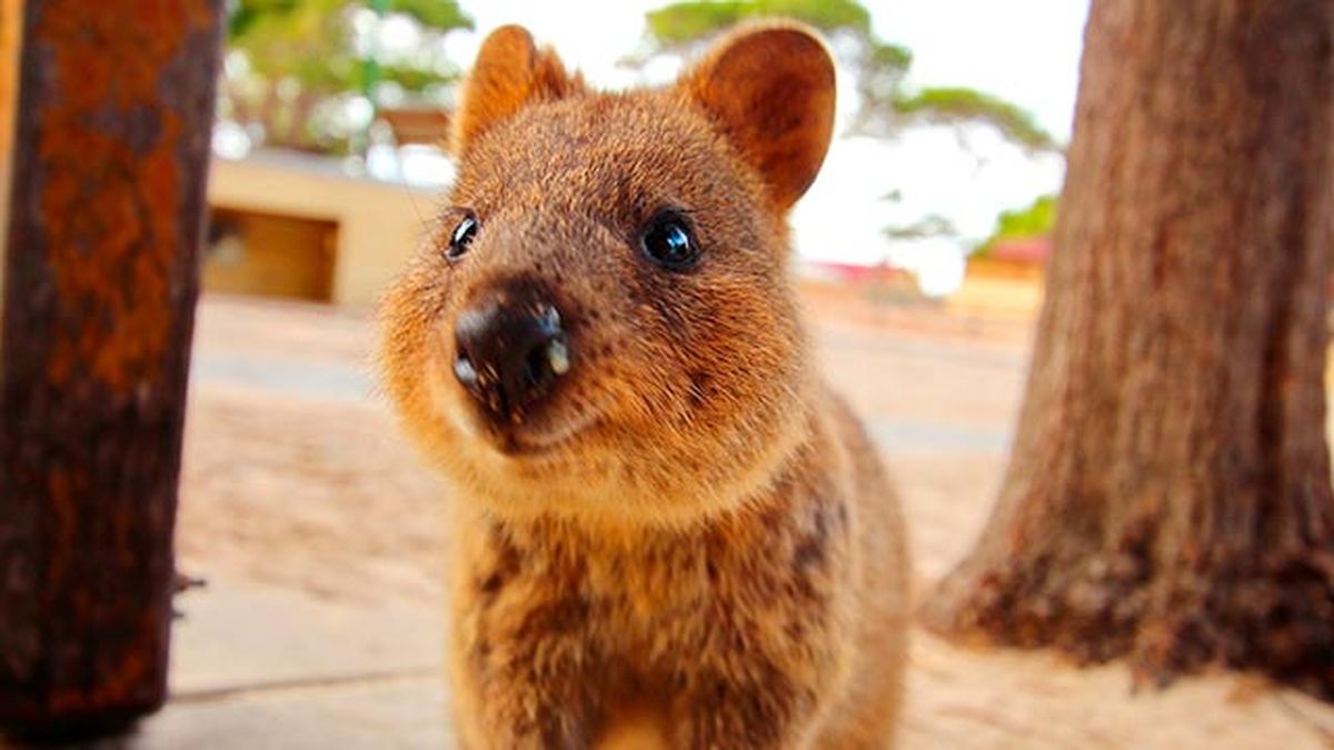 animales quokka marsupial