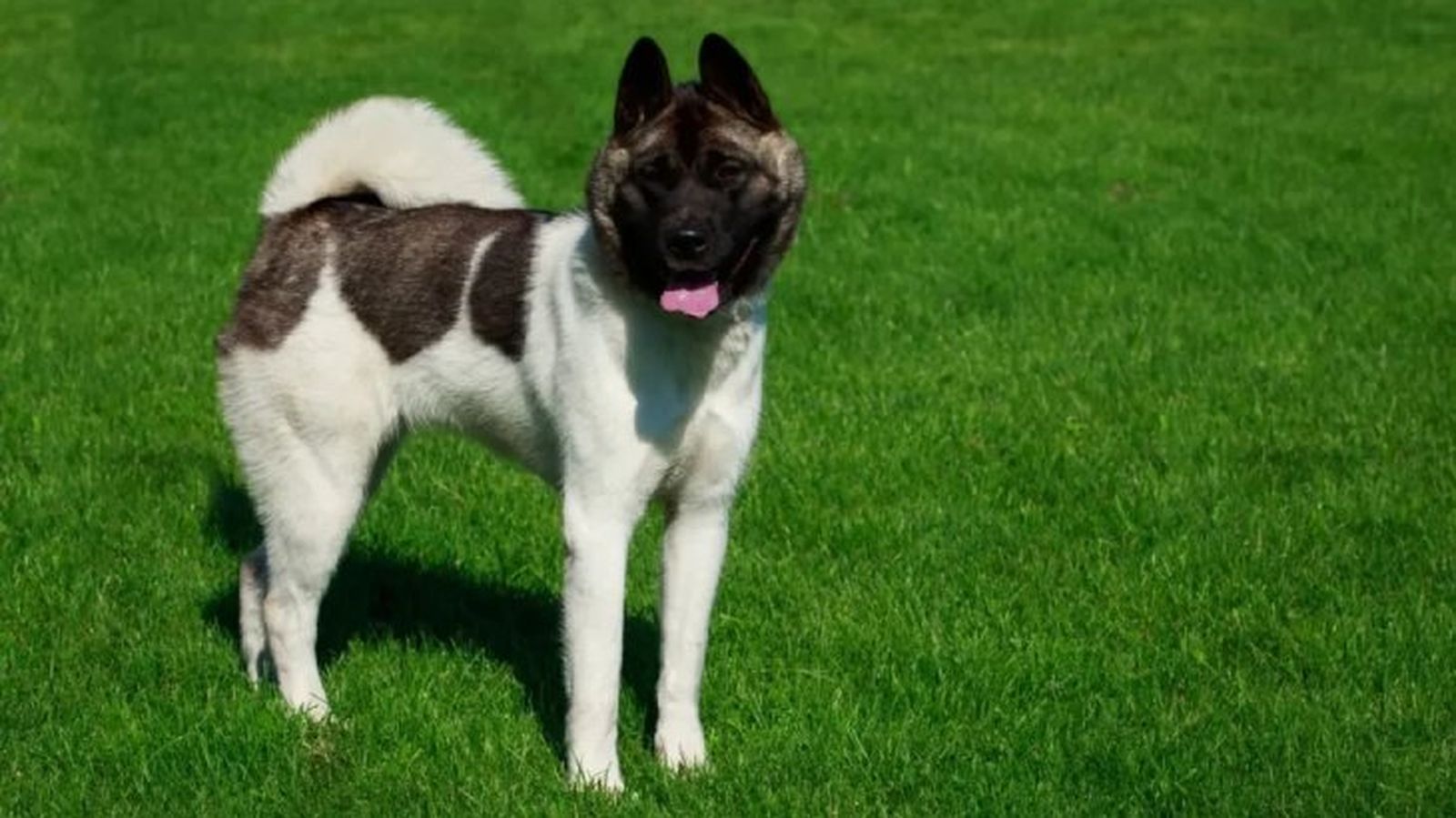 perros japoneses akita americano 2 perros japoneses akita americano 2