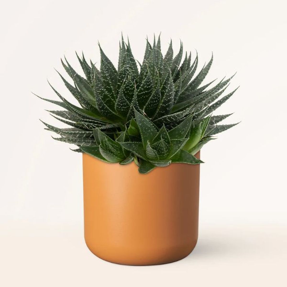 Aloe aristata april plants