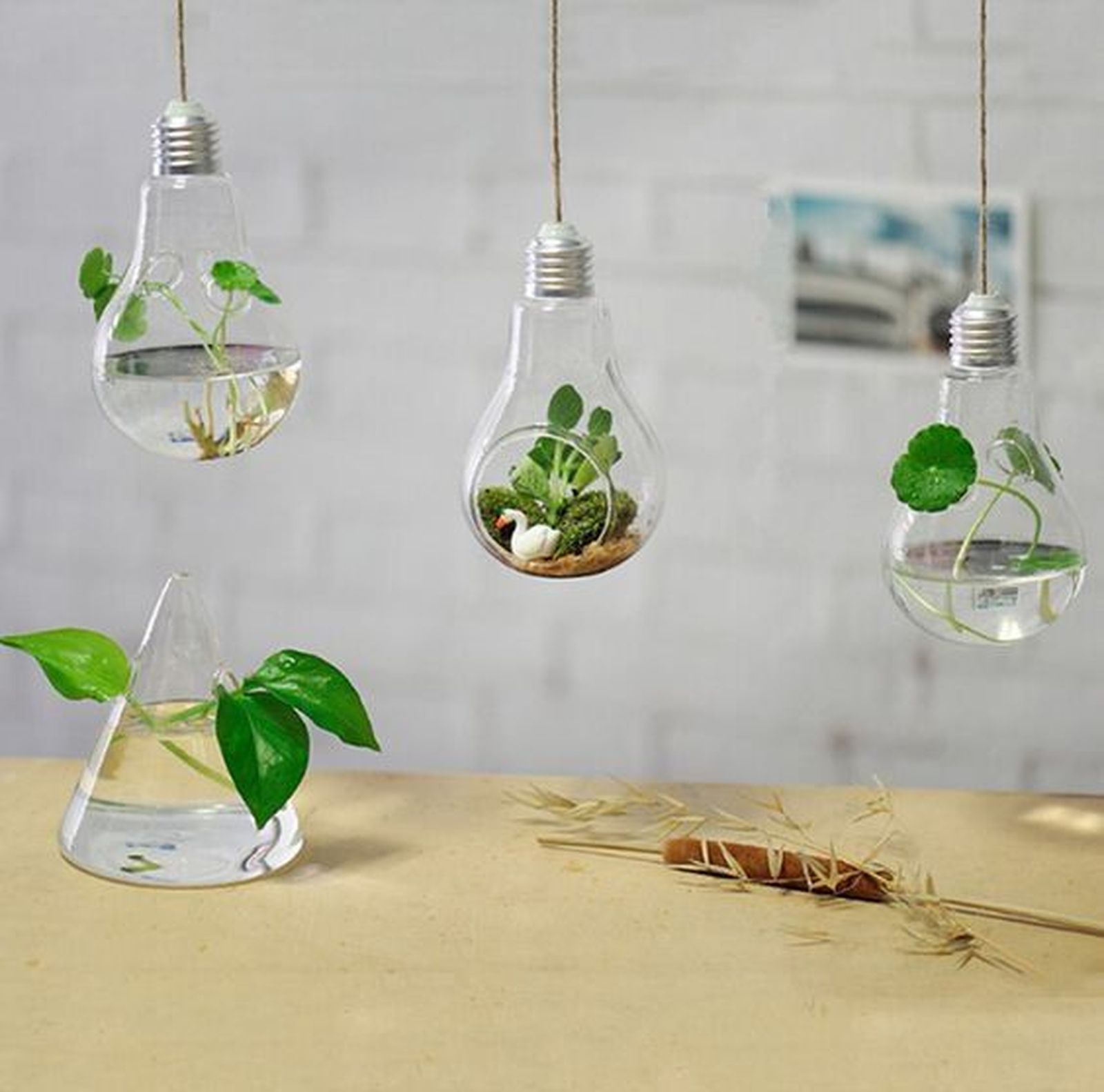 plantas aereas colgantes en bombillas