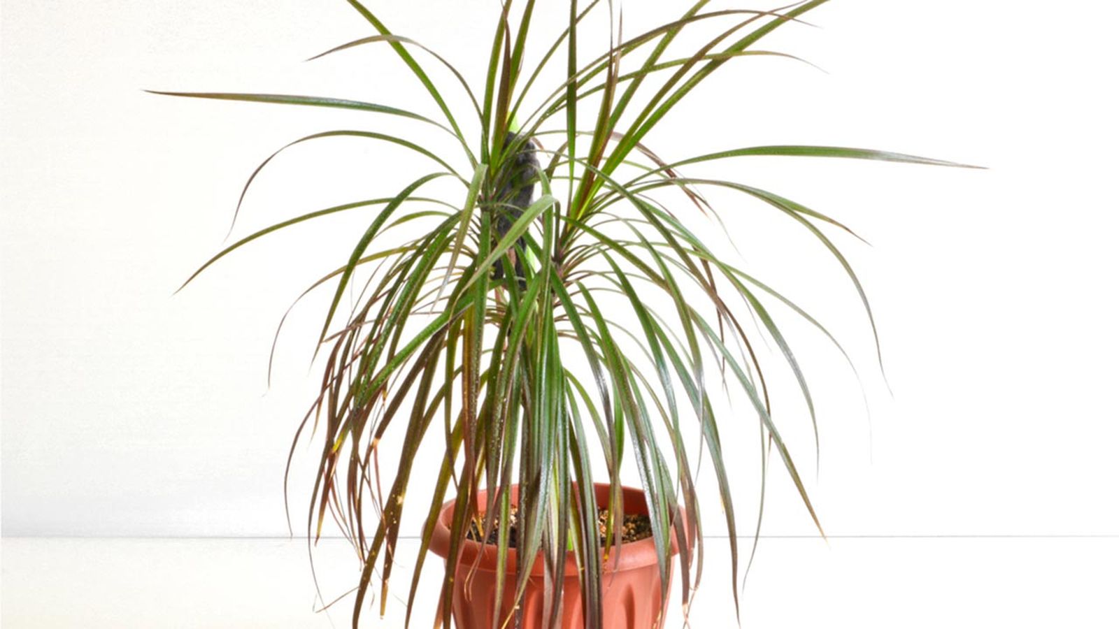 dracaena marginata planta hall poca luz xl dracaena marginata planta hall poca luz xl