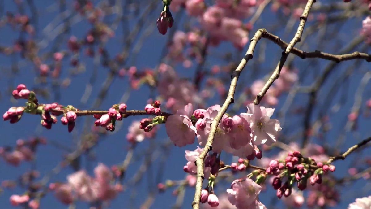 Deco728 jardineria cerezo accolade flores