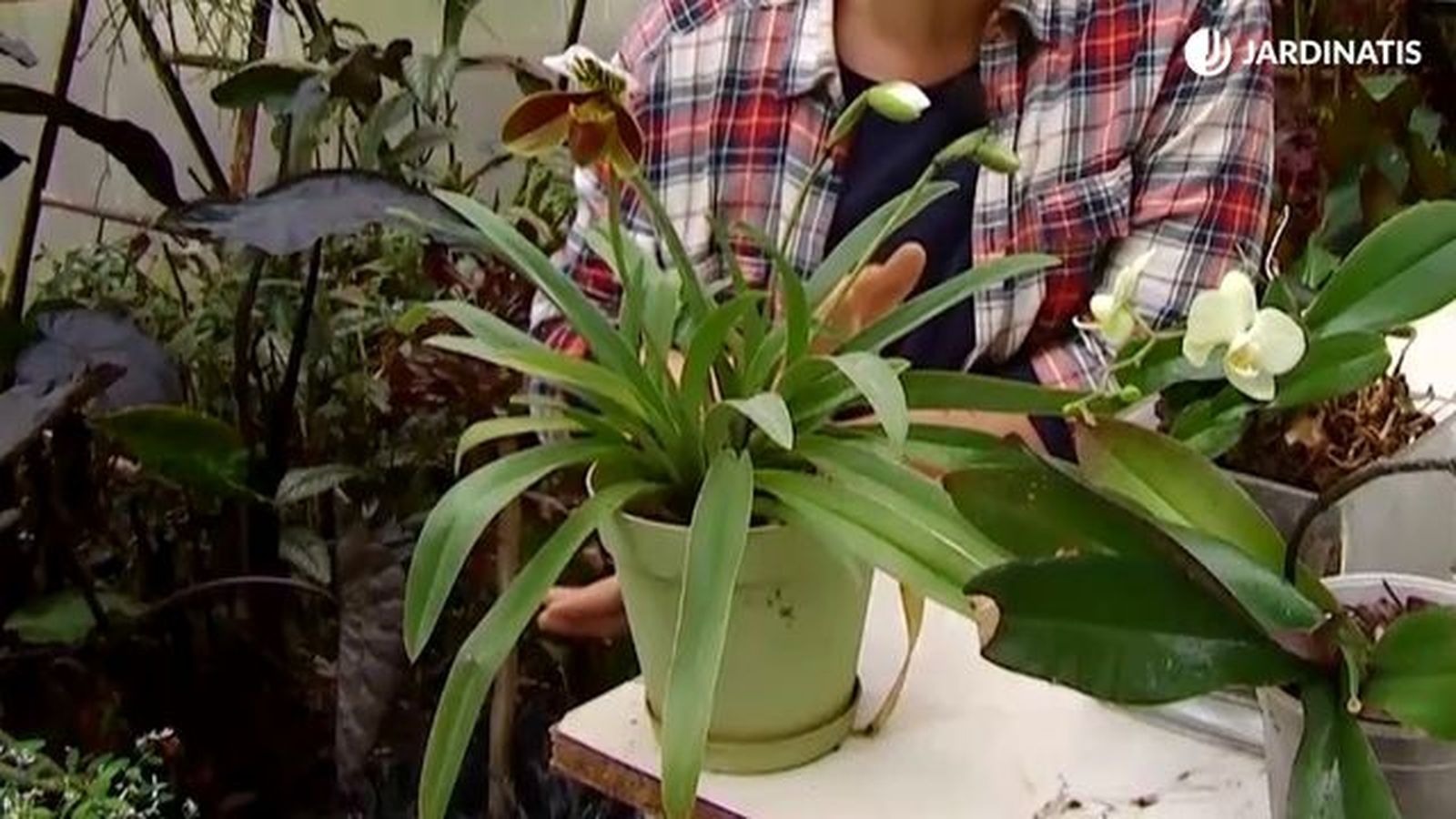 orquidea paphiopedilum deco 681 jardinatis orquidea paphiopedilum deco 681 jardinatis