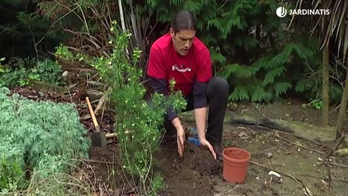plantacion de grevillea gracilis alba en el jardin brico 680 jardinatis