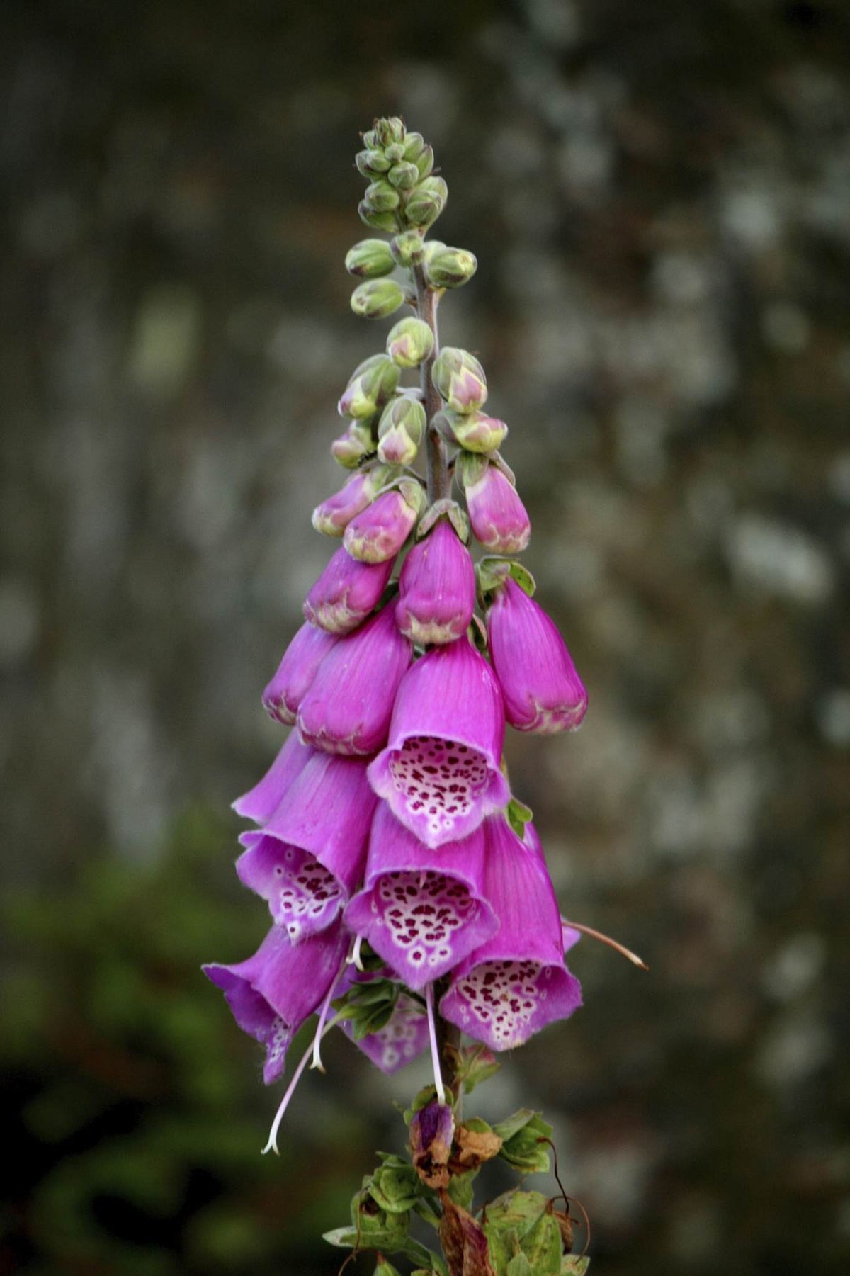 Digitalis purpurea.