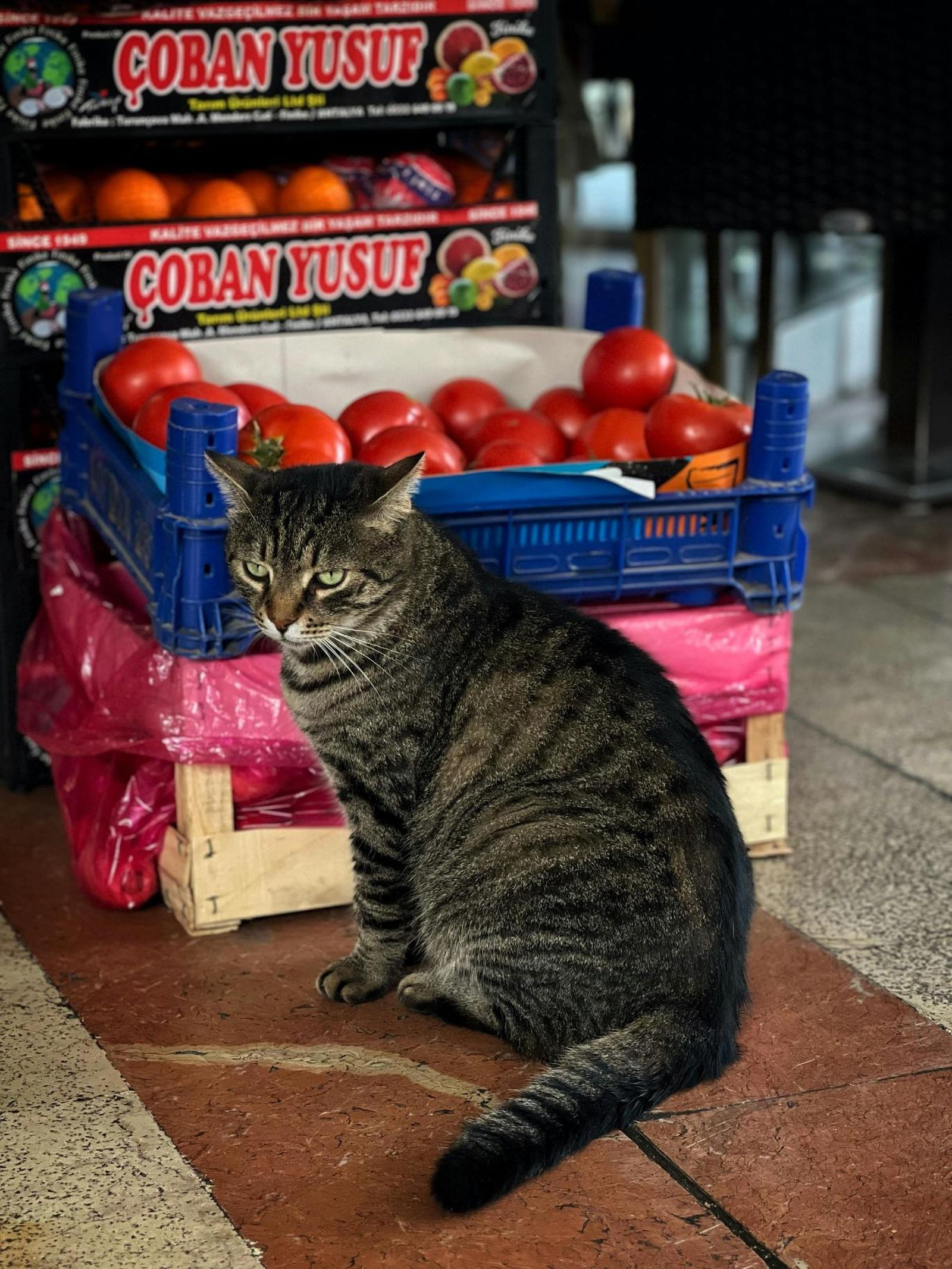 Hay unas cuantas verduras beneficiosas para los gatos. Hay unas cuantas verduras beneficiosas para los gatos.