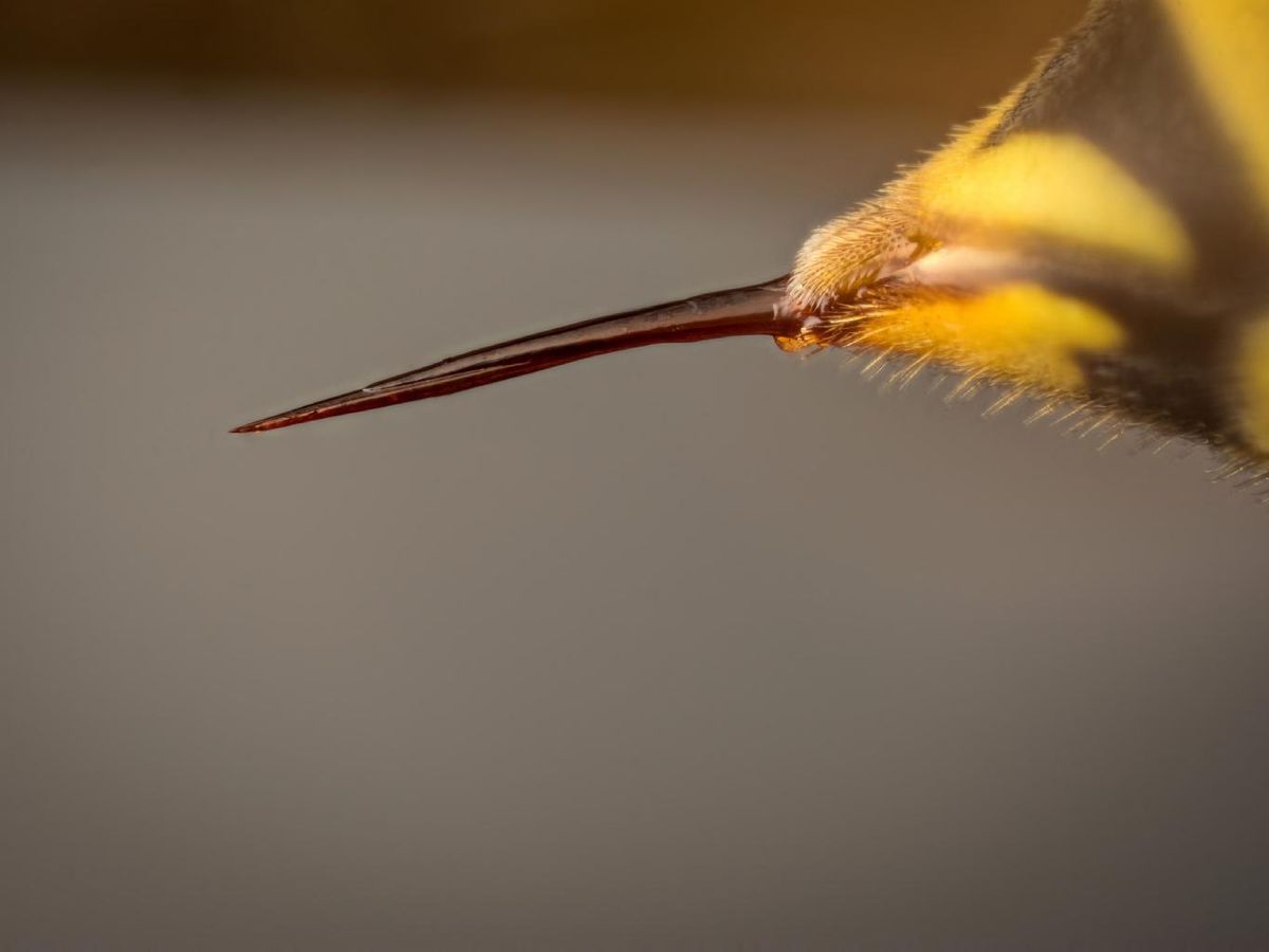 Aguijón de una avispa.