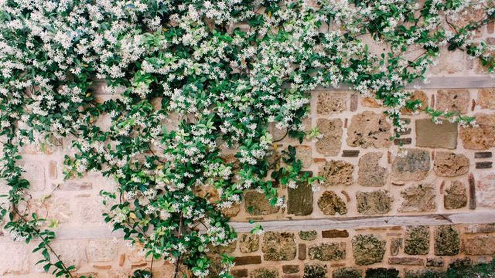 jazmin en la pared