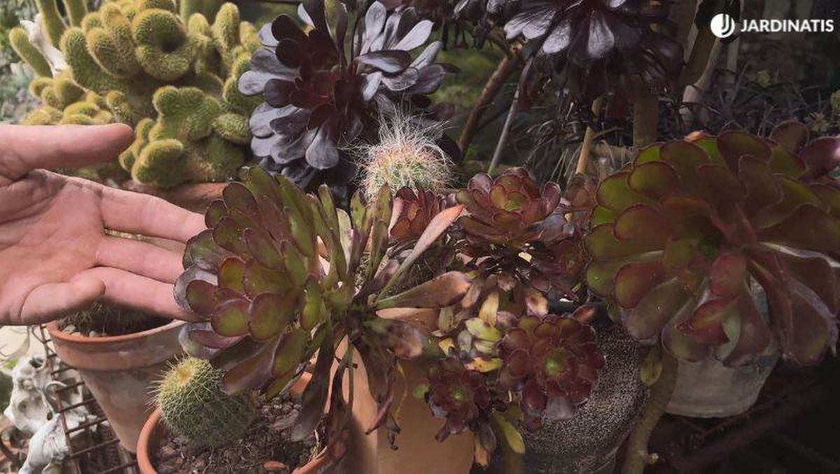 Aeonium arboreum Velour