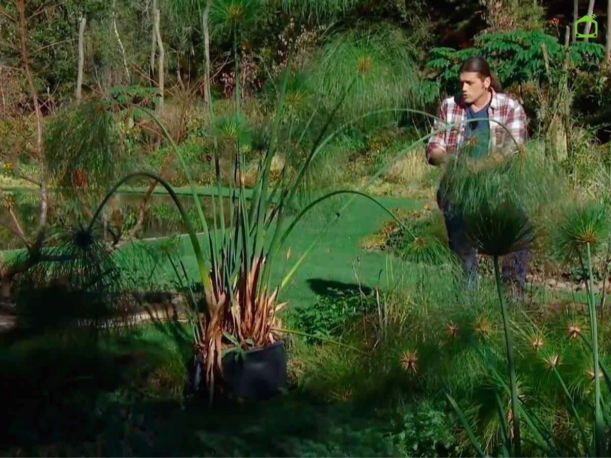 El papiro es muy sensible a las bajas temperaturas.