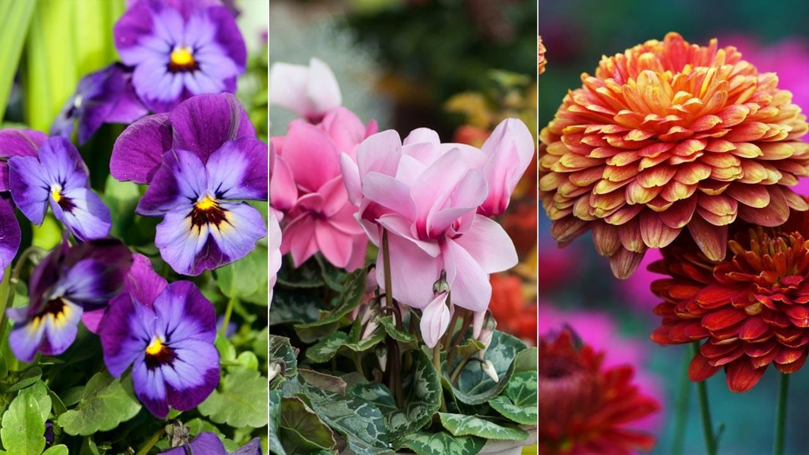flores invierno xl