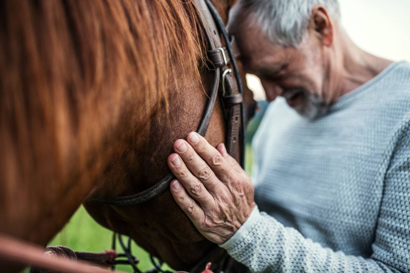 Tener un caballo como mascota es una experiencia enriquecedora.