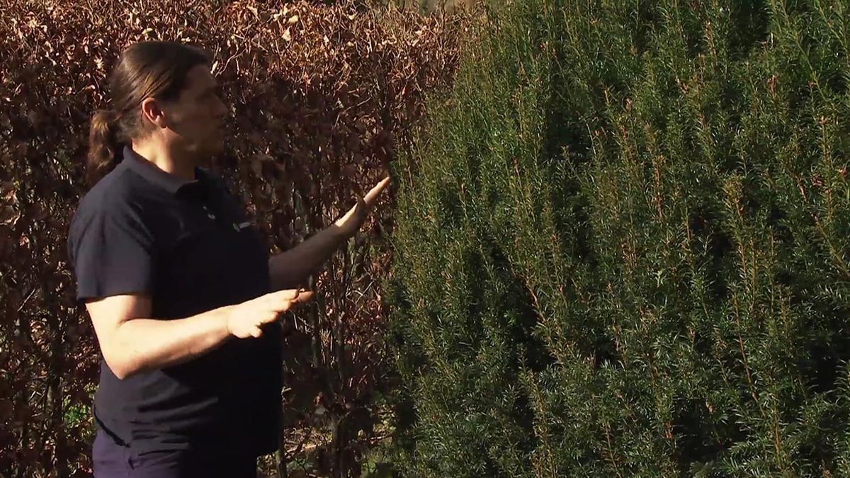 deco 764 jardin tejo como planta venenosa