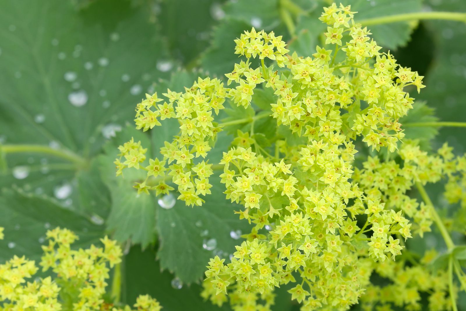 arriete alchemilla mollis arriete alchemilla mollis