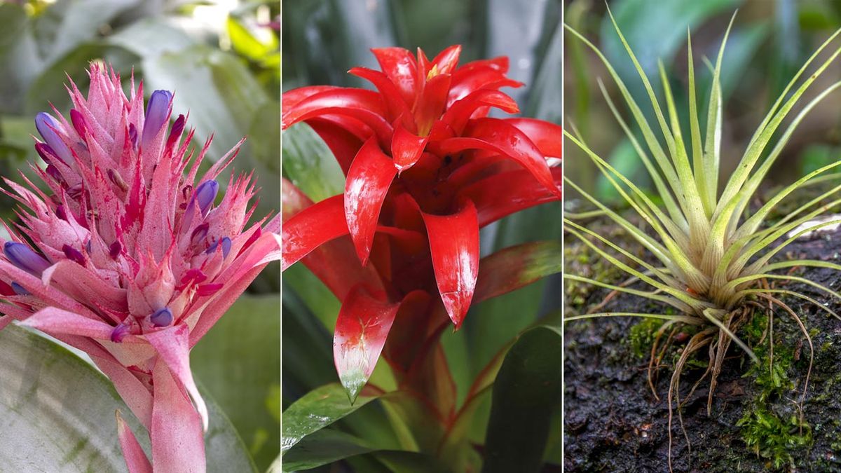 variedades de bromelias