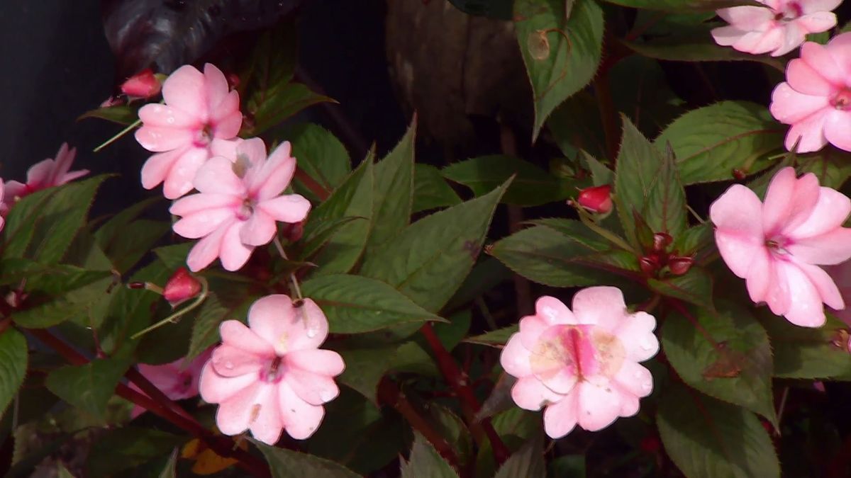 deco 0669 composicion floral rosas negros alegria alocasia alegria guineana