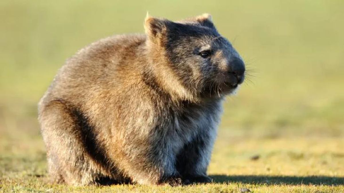 animales que empiezan por w wombat