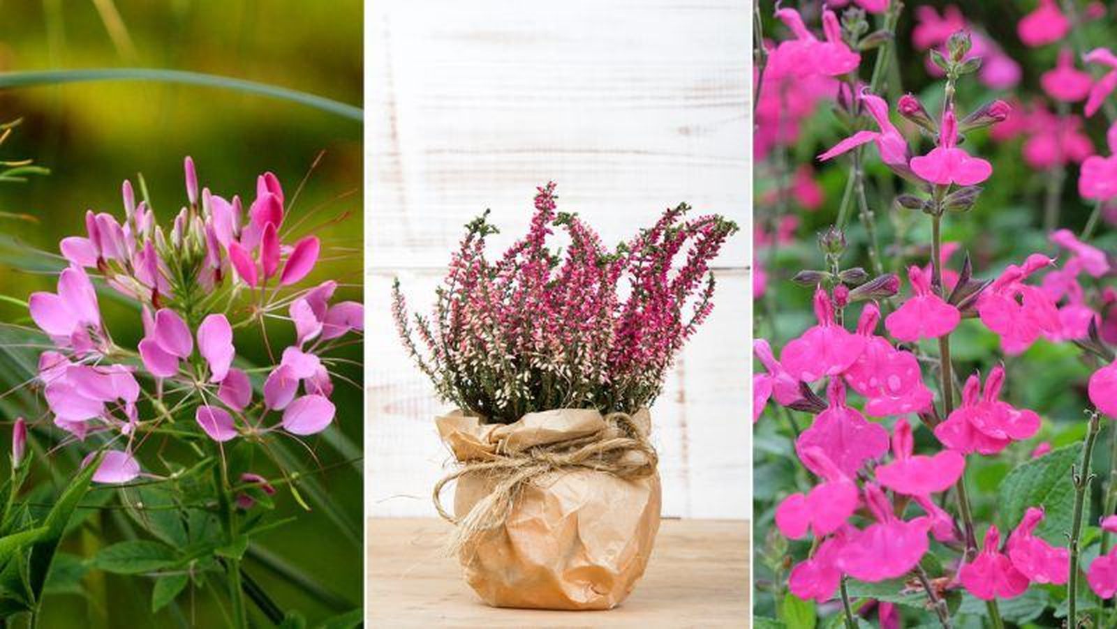 De izq. a drcha.: flor araña, brezo y salvia rosada De izq. a drcha.: flor araña, brezo y salvia rosada