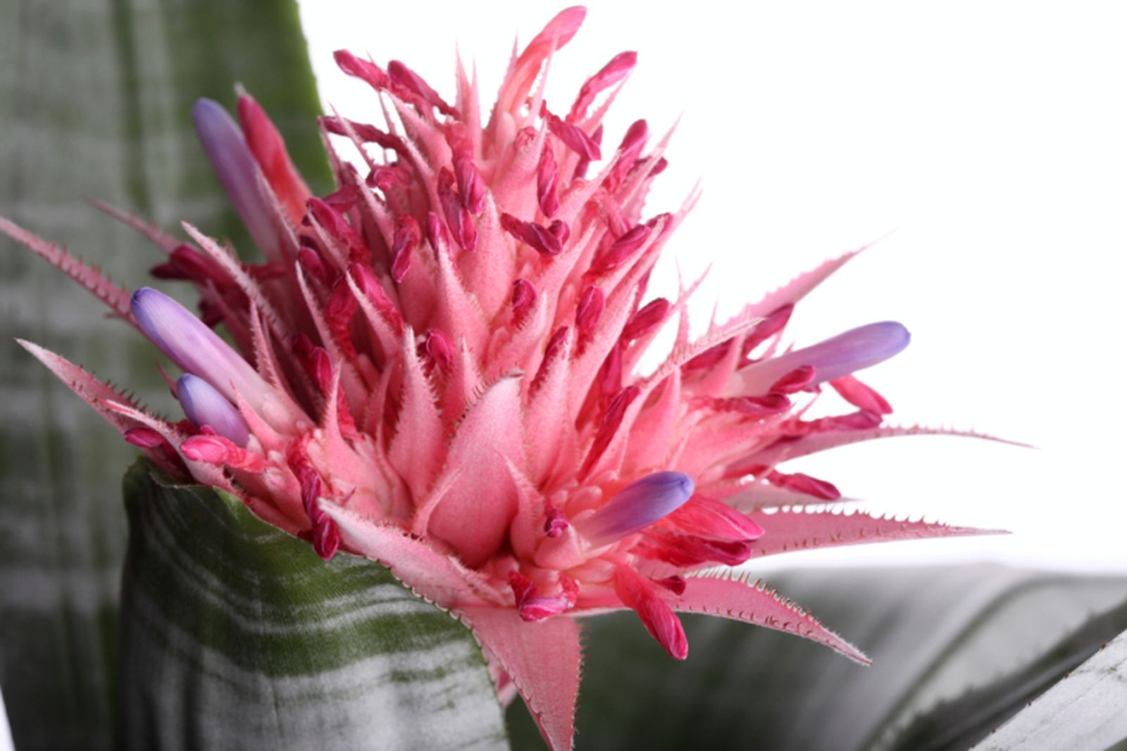 Aechmea 02 Aechmea 02